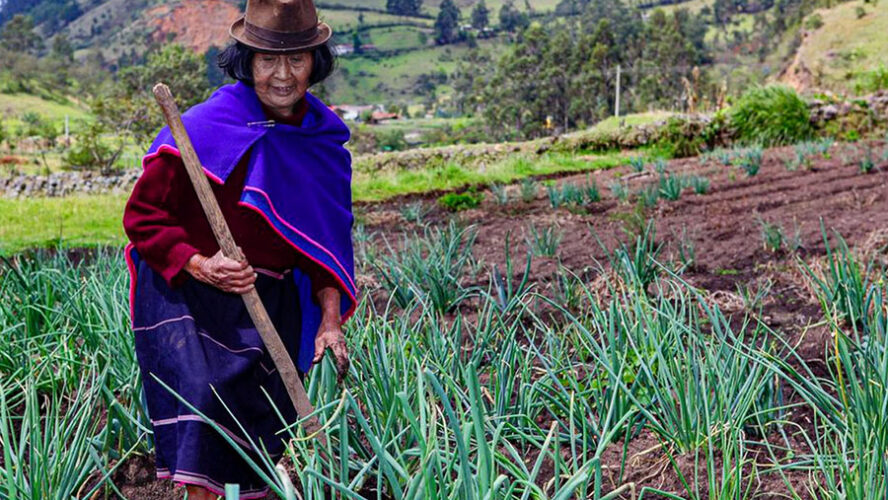 EL CAMPESINADO ES POBRE Y EL CAMPO IMPRODUCTIVO