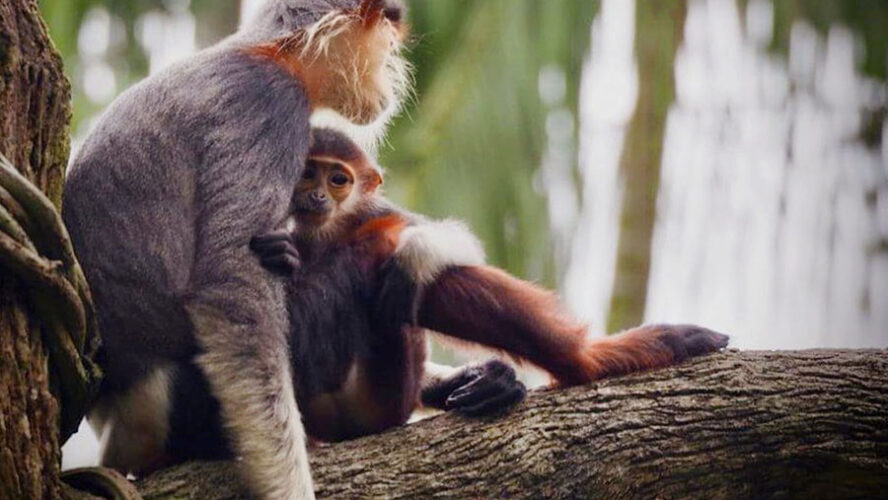 EL CAPITALISMO DESTRUYE LA BIODIVERSIDAD DEL PLANETA