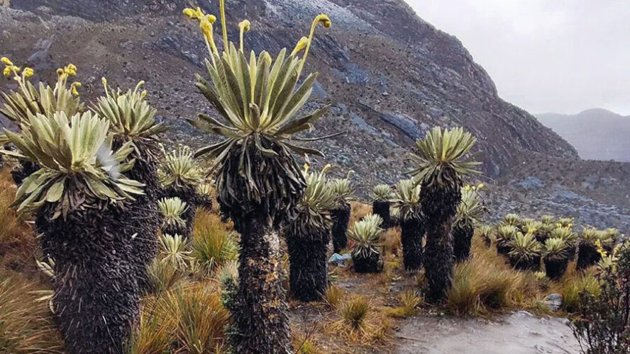 ¿LA COP16 PARA QUIÉN?