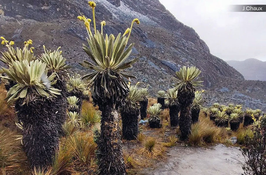 ¿LA COP16 PARA QUIÉN?