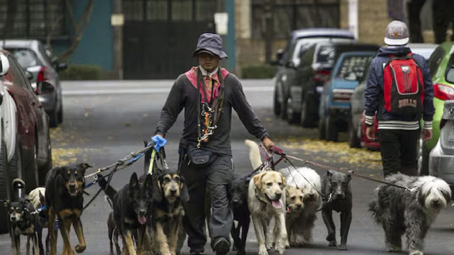 UN PASEADOR QUE NO ES RENACUAJO