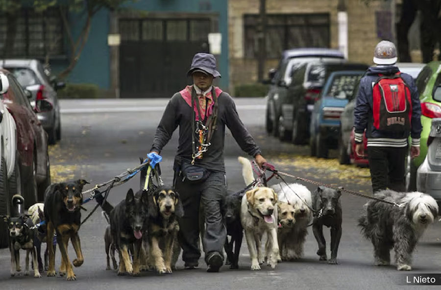 UN PASEADOR QUE NO ES RENACUAJO