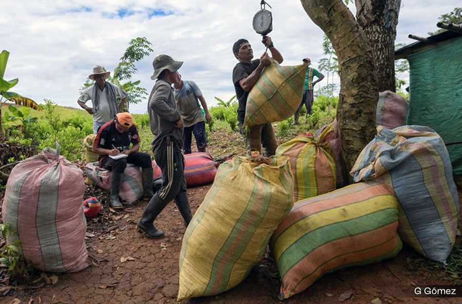 CAPITALISMO MAFIOSO, COCA Y ESMERALDAS