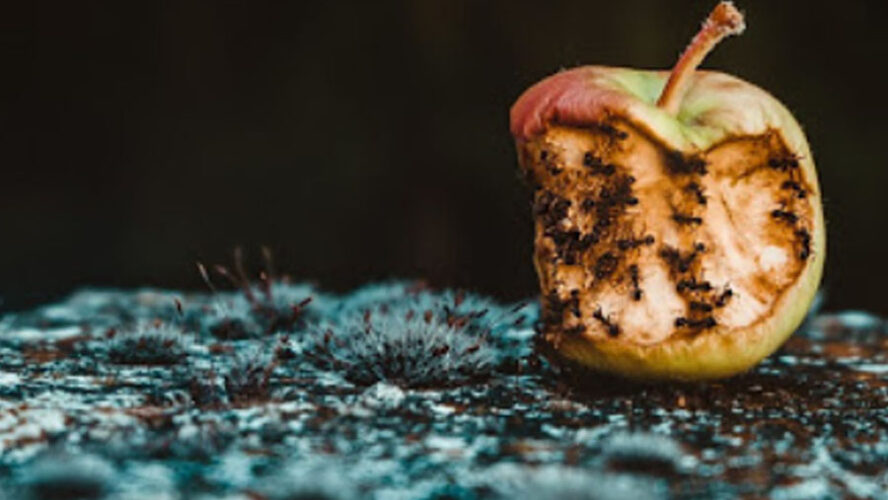 EL CARTEL DE LAS MANZANAS PODRIDAS