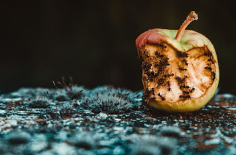 EL CARTEL DE LAS MANZANAS PODRIDAS